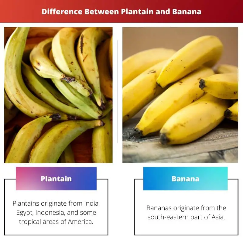 Verschil tussen weegbree en banaan