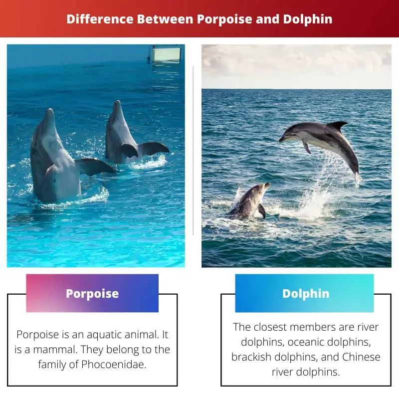 Porpoise और डॉल्फिन के बीच अंतर
