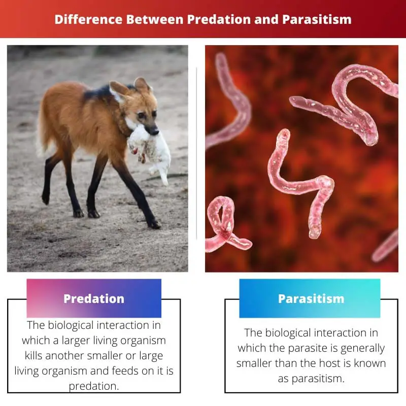 Différence entre la prédation et le parasitisme