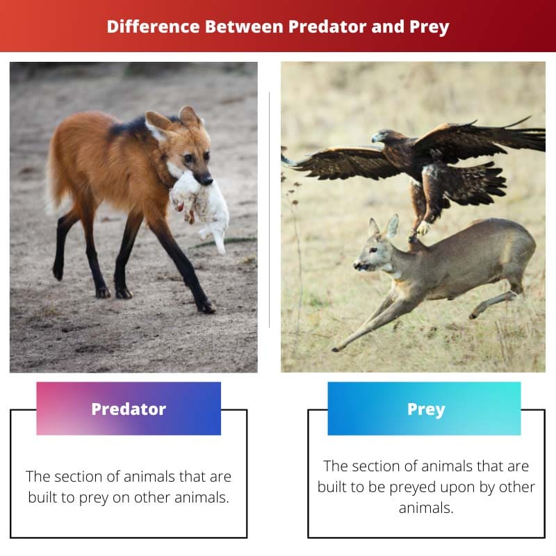 Diferença entre predador e presa