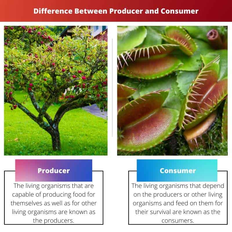 What Is The Difference Between A Producer And A Consumer