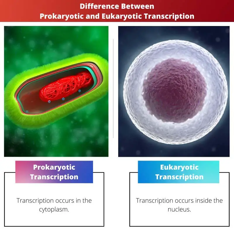 Différence entre transcription procaryote et eucaryote