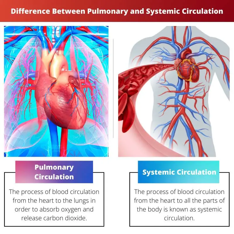 Difference Between Pulmonary and Systemic Circulation