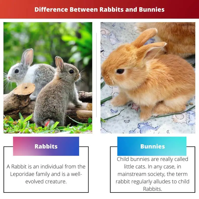 Difference Between Rabbits and Bunnies