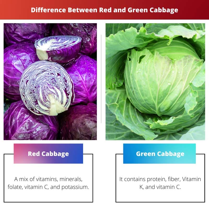 Διαφορά μεταξύ κόκκινου και πράσινου λάχανου