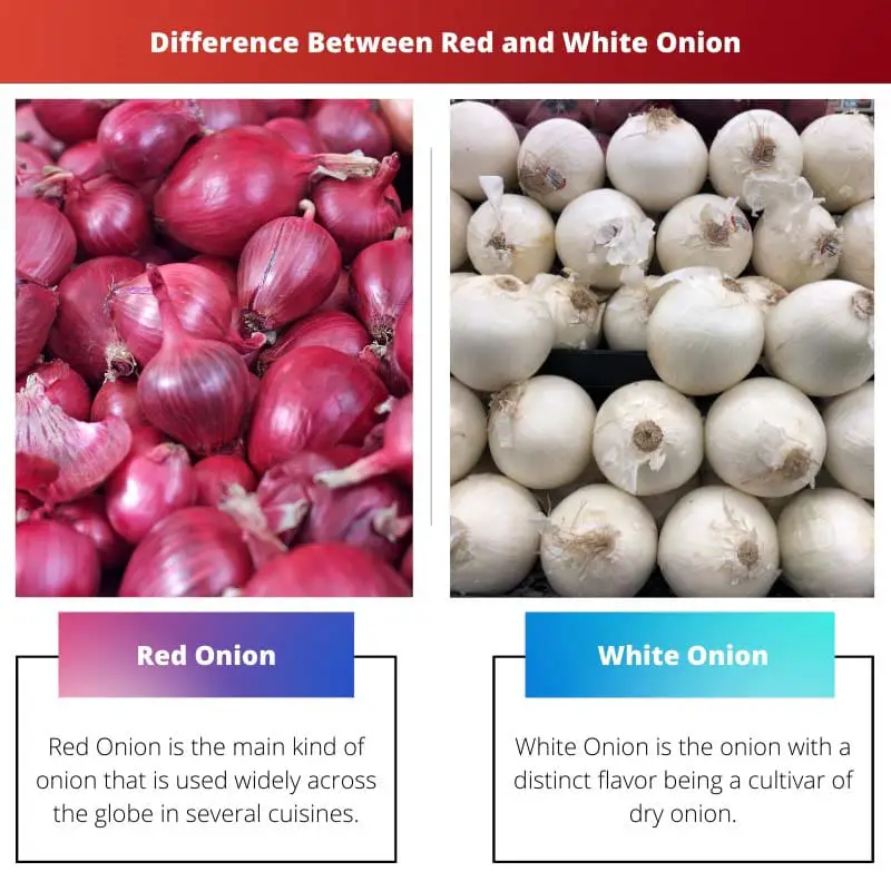Diferença entre cebola roxa e branca