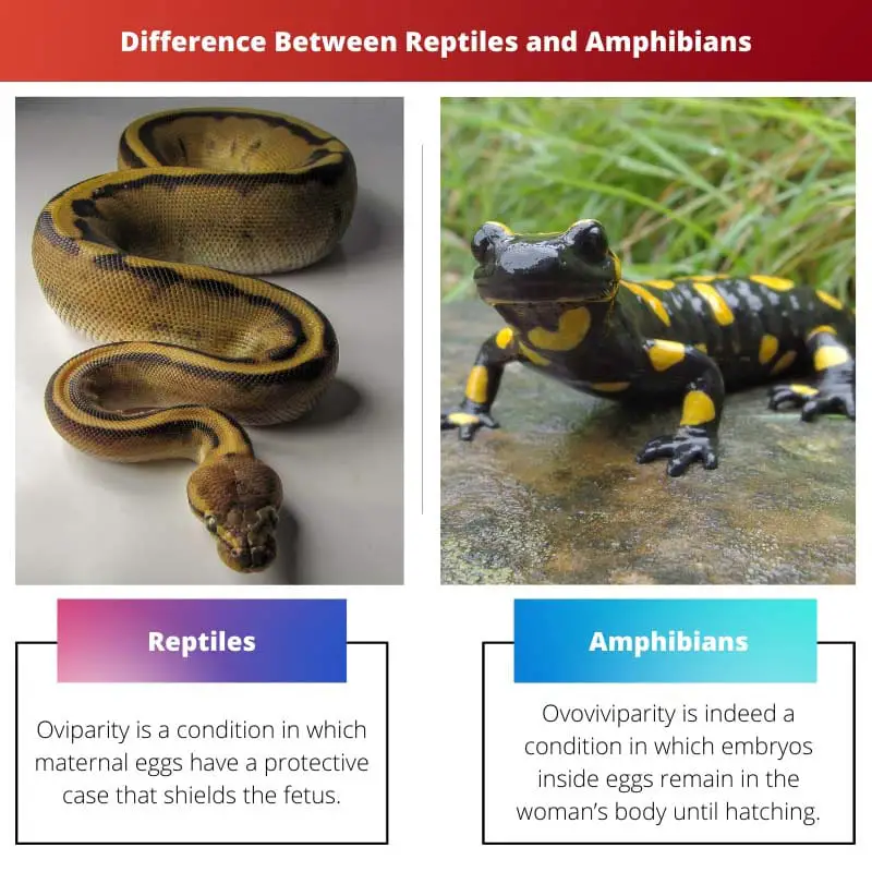Різниця між рептиліями та амфібіями