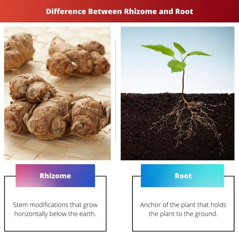 Forskellen mellem rhizom og rod