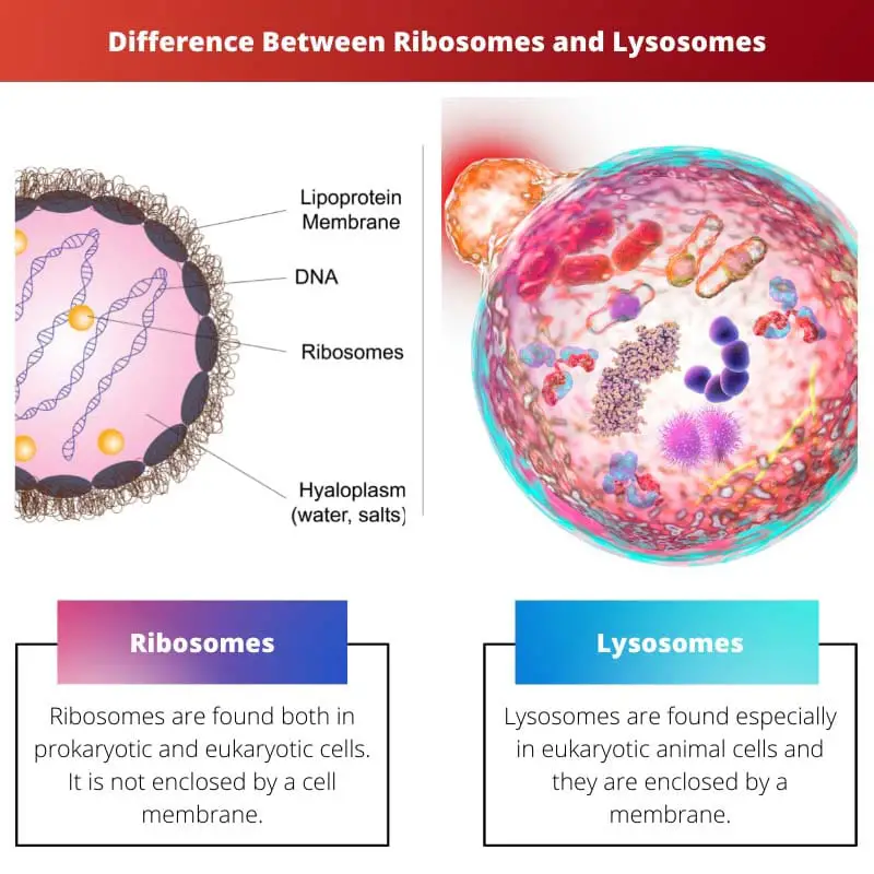 Разница между рибосомами и лизосомами