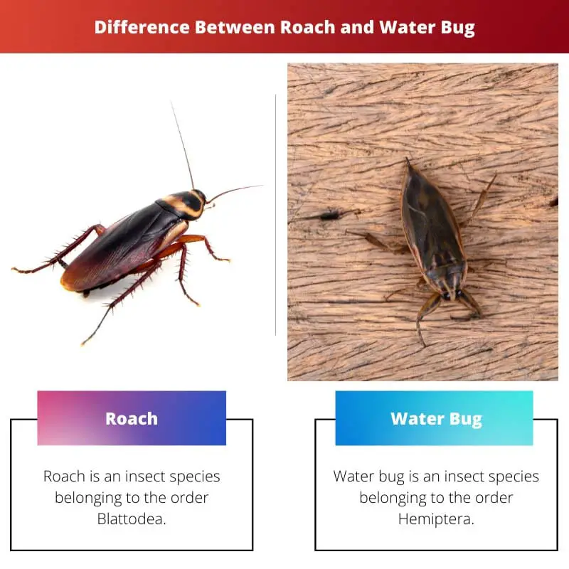 Rozdíl mezi Roach a Waterbug