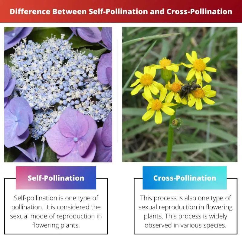 Différence entre l'autopollinisation et la pollinisation croisée