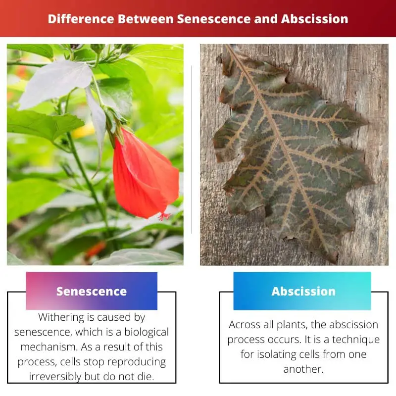 Diferença entre senescência e abscisão