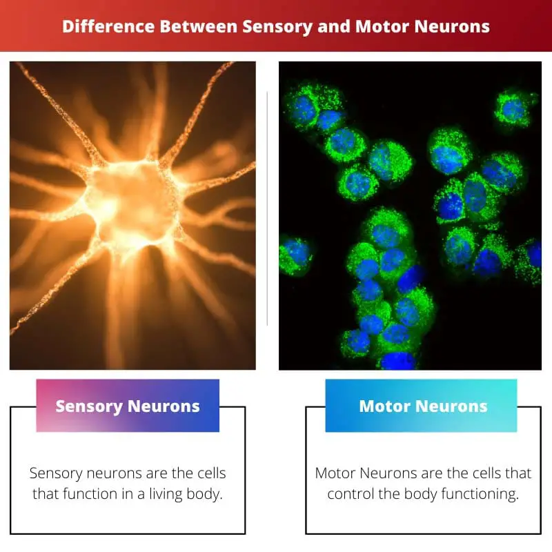 Difference Between Sensory and Motor Neurons