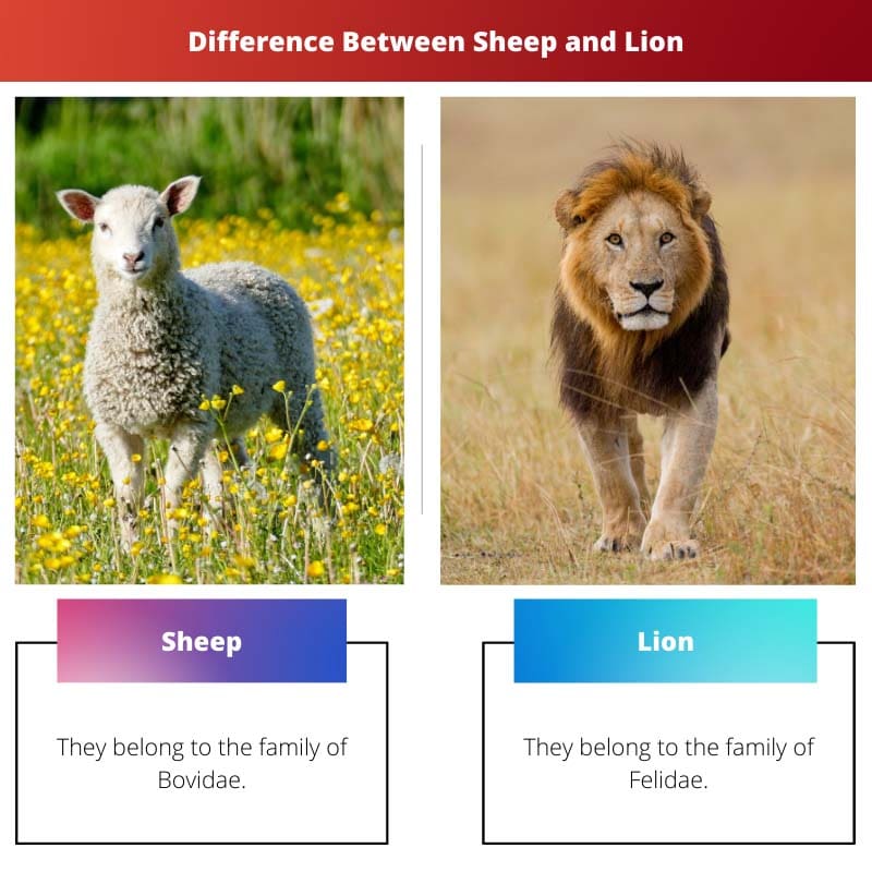 绵羊和狮子之间的区别