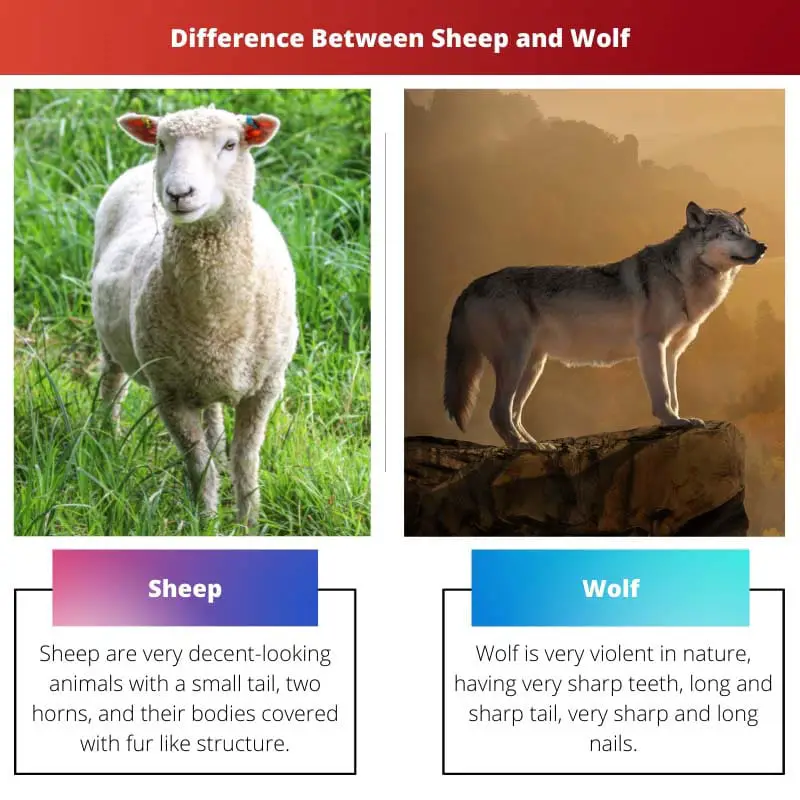 Différence entre le mouton et le loup