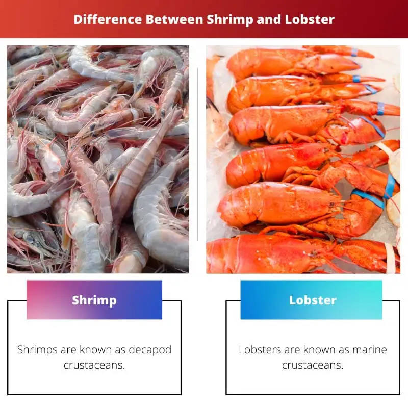 Difference Between Shrimp and Lobster