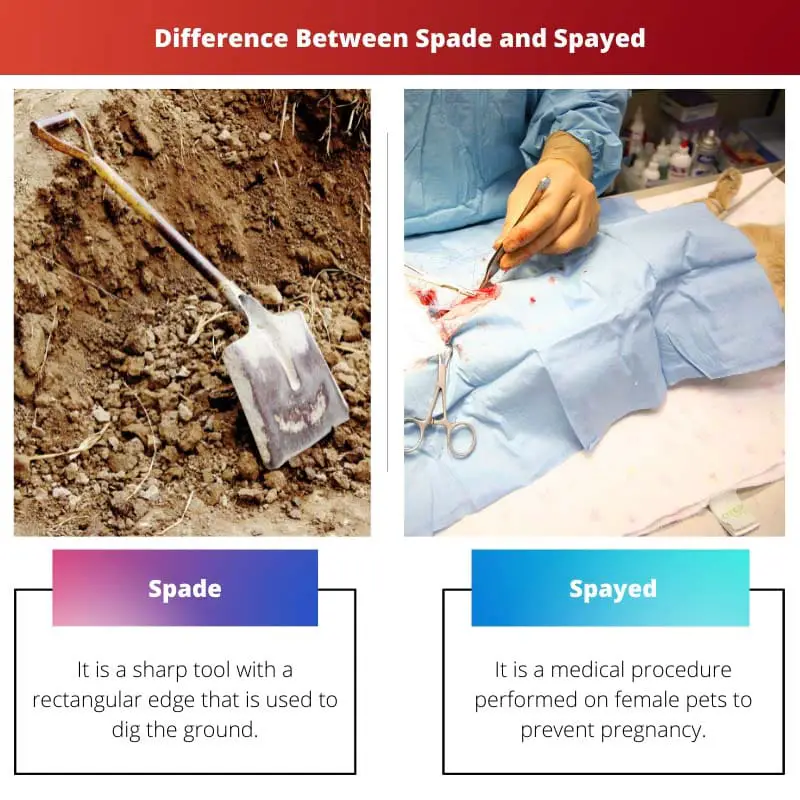 Difference Between Spade and Spayed