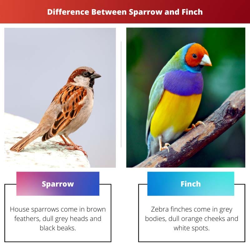Difference Between Sparrow and Finch