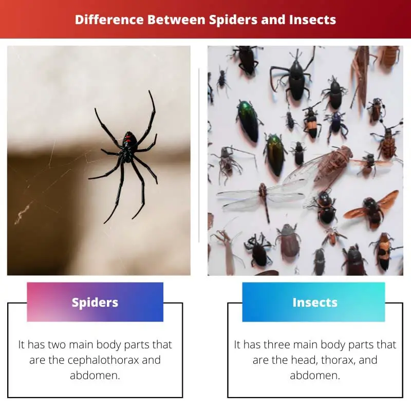 Difference Between Spiders and Insects