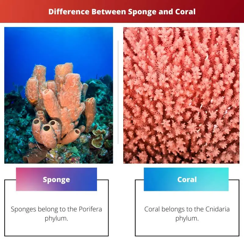 Разница между губкой и кораллом