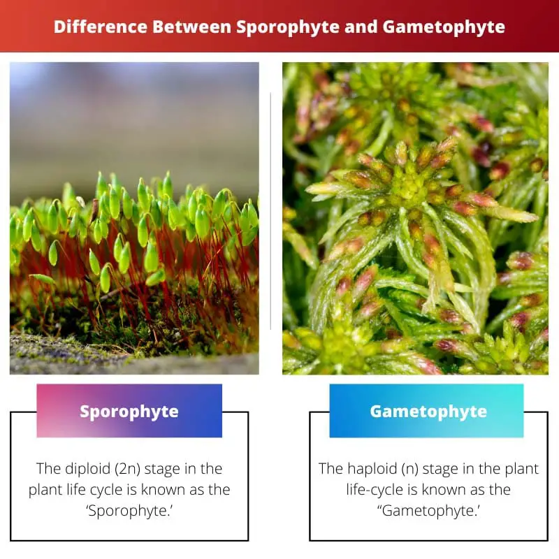 Difference Between Sporophyte and Gametophyte