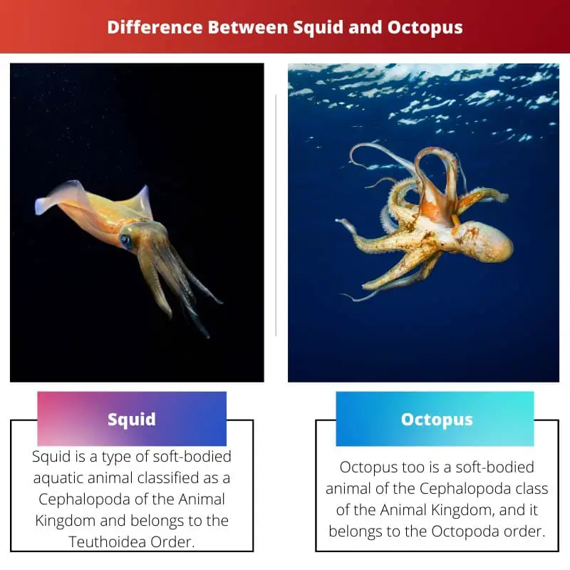 Atšķirība starp kalmāriem un astoņkājiem
