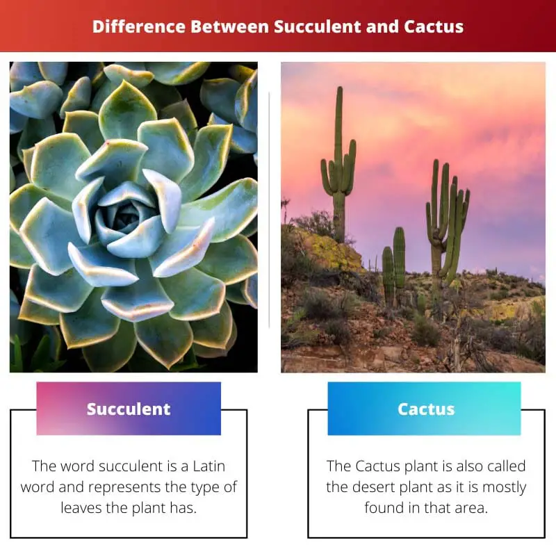 Difference Between Succulent and Cactus