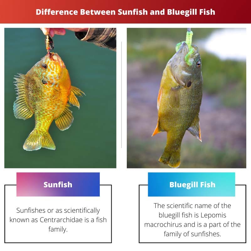 Разница между солнечной рыбой и синей рыбой