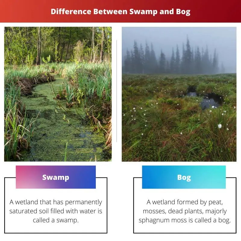 Difference Between Swamp and Bog