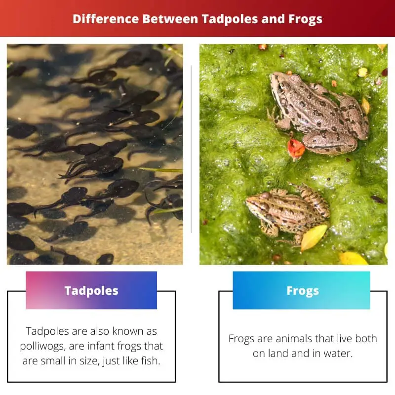 Diferencia entre renacuajos y ranas