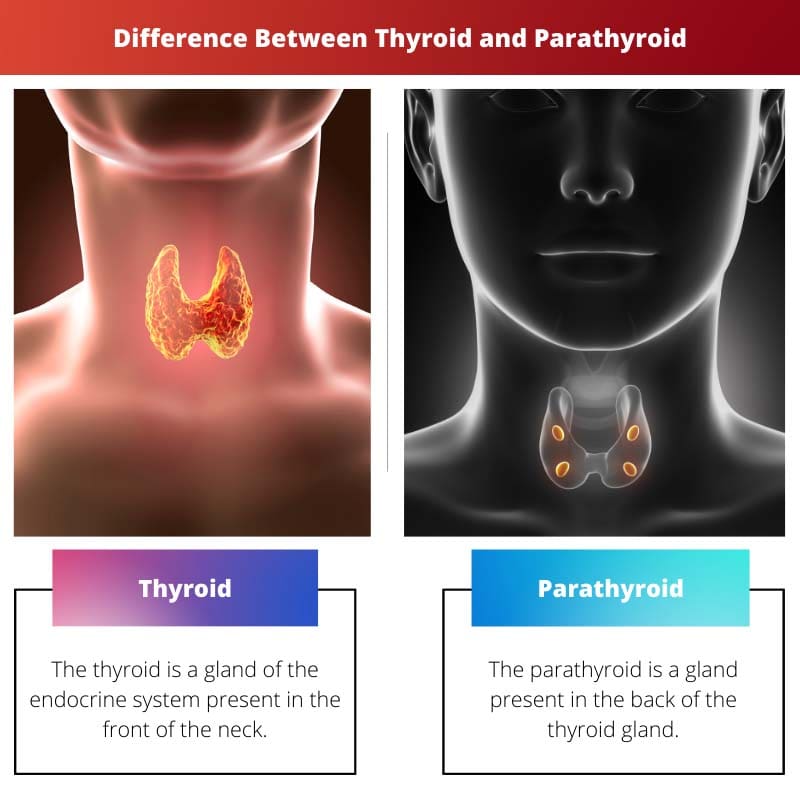 Різниця між щитовидною і паращитовидною залозами