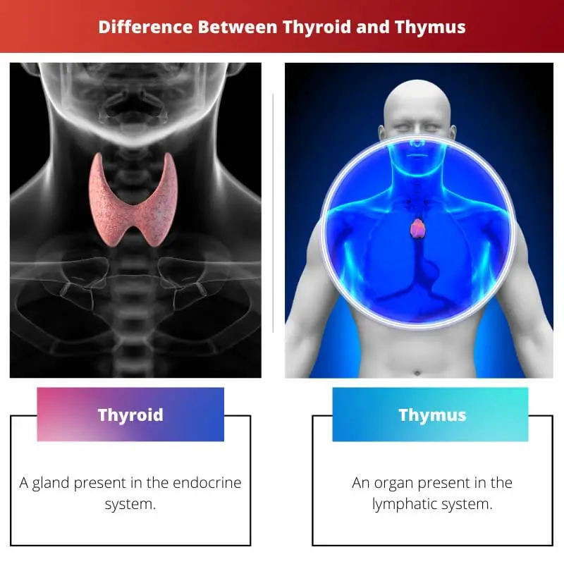 Différence entre la thyroïde et le thymus