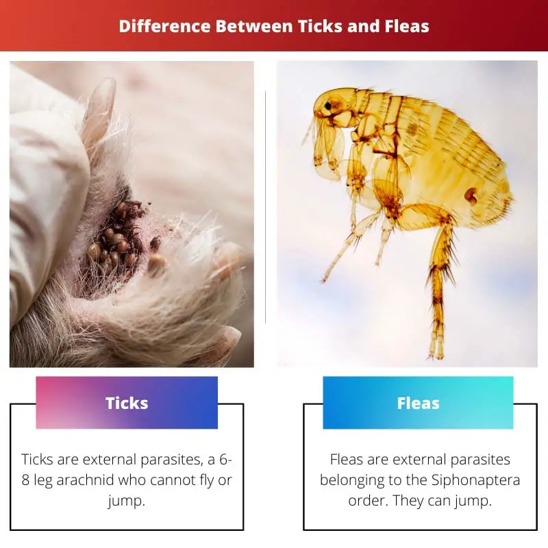 Diferencia entre garrapatas y pulgas