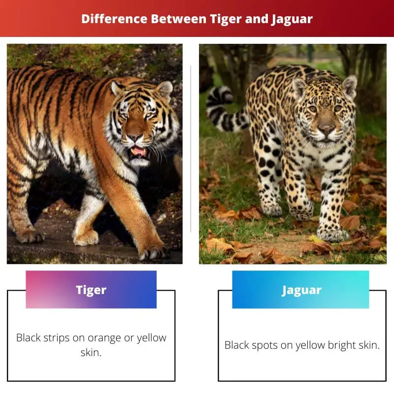 Difference Between Tiger and Jaguar