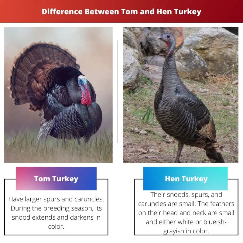 Différence entre Tom et Hen Turkey