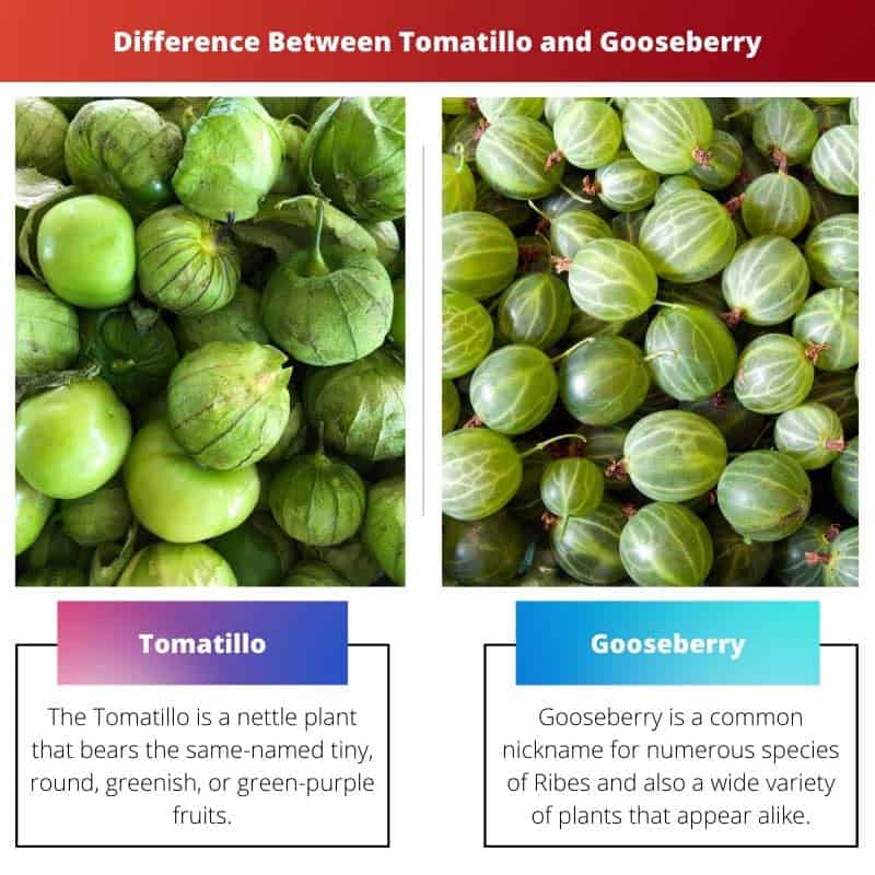 Verschil tussen Tomatillo en kruisbes