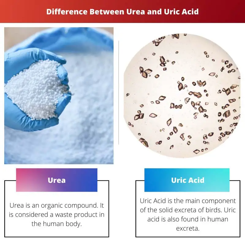 Diferença entre ureia e ácido úrico