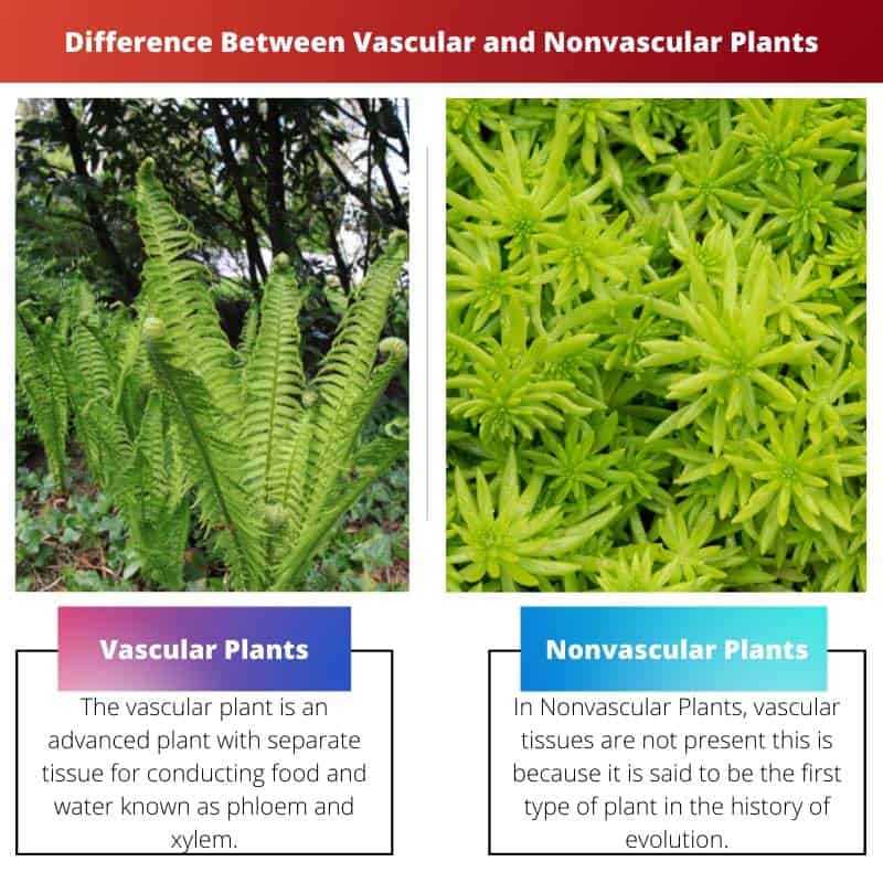 Which Of The Following Best Compares Vascular Plants And Nonvascular Plants