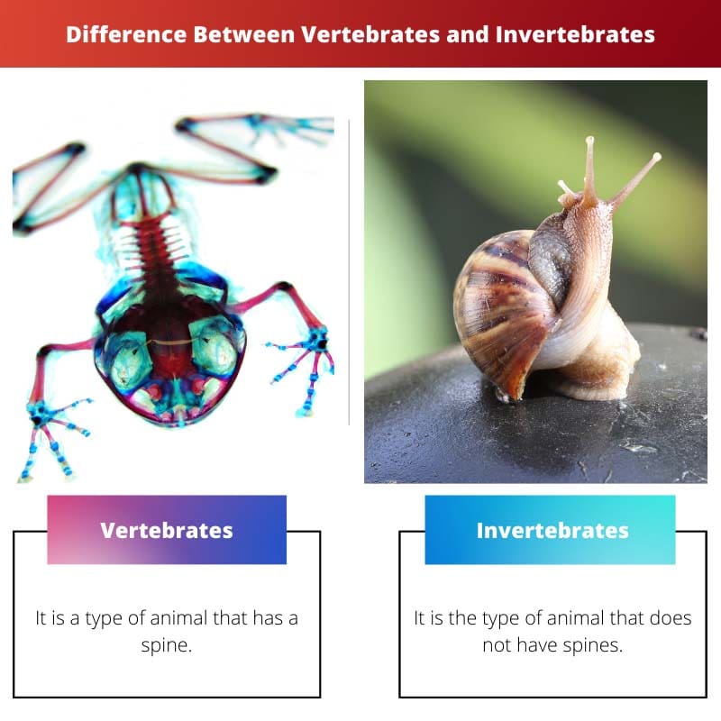 Differenza tra vertebrati e invertebrati