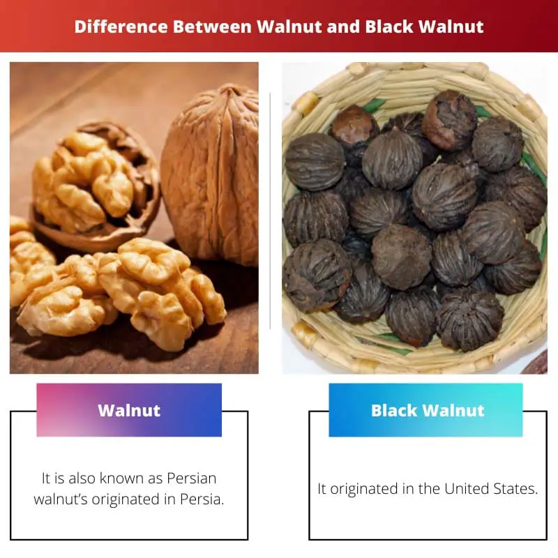 Difference Between Walnut and Black Walnut