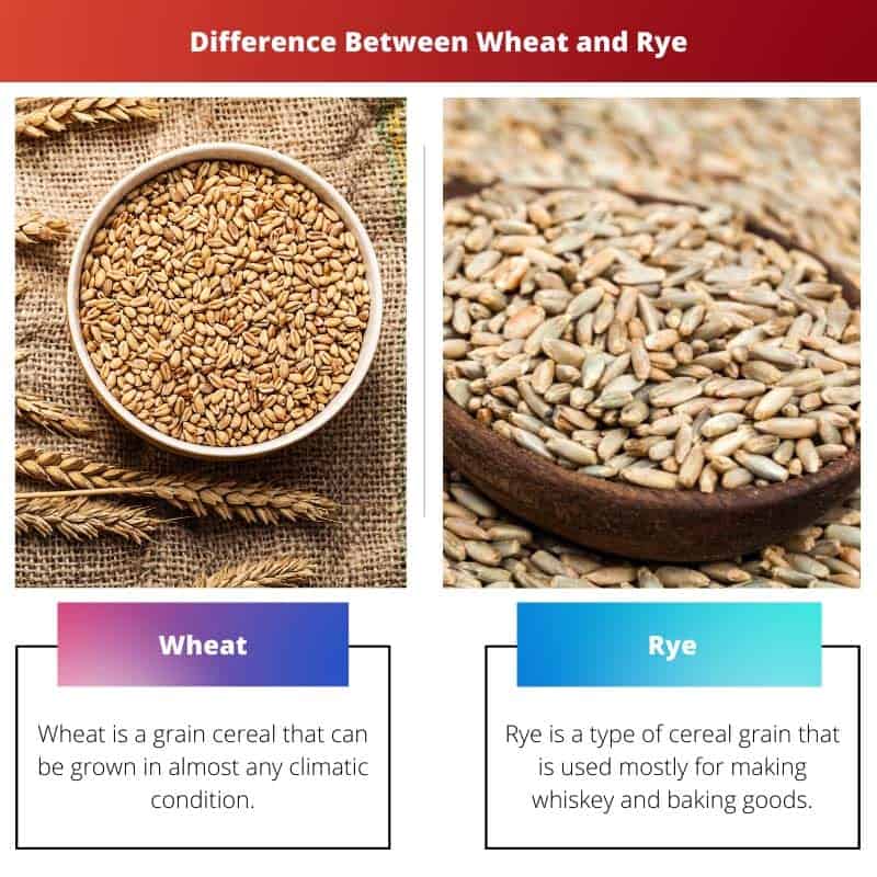 Wheat Vs Rye Difference And Comparison