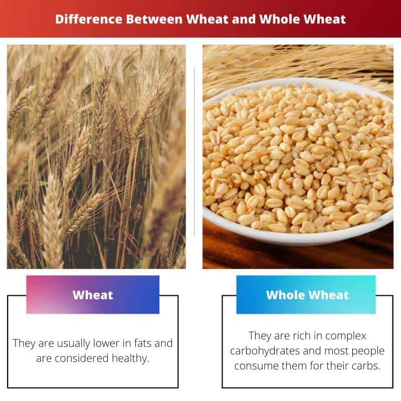 Wheat vs Whole Wheat Difference and Comparison