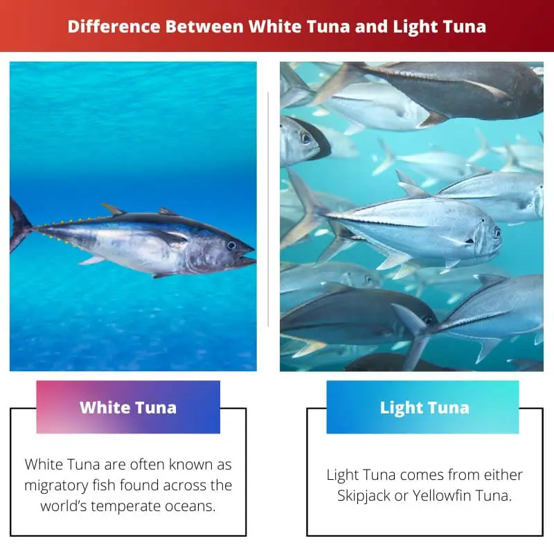 Difference Between White Tuna and Light Tuna