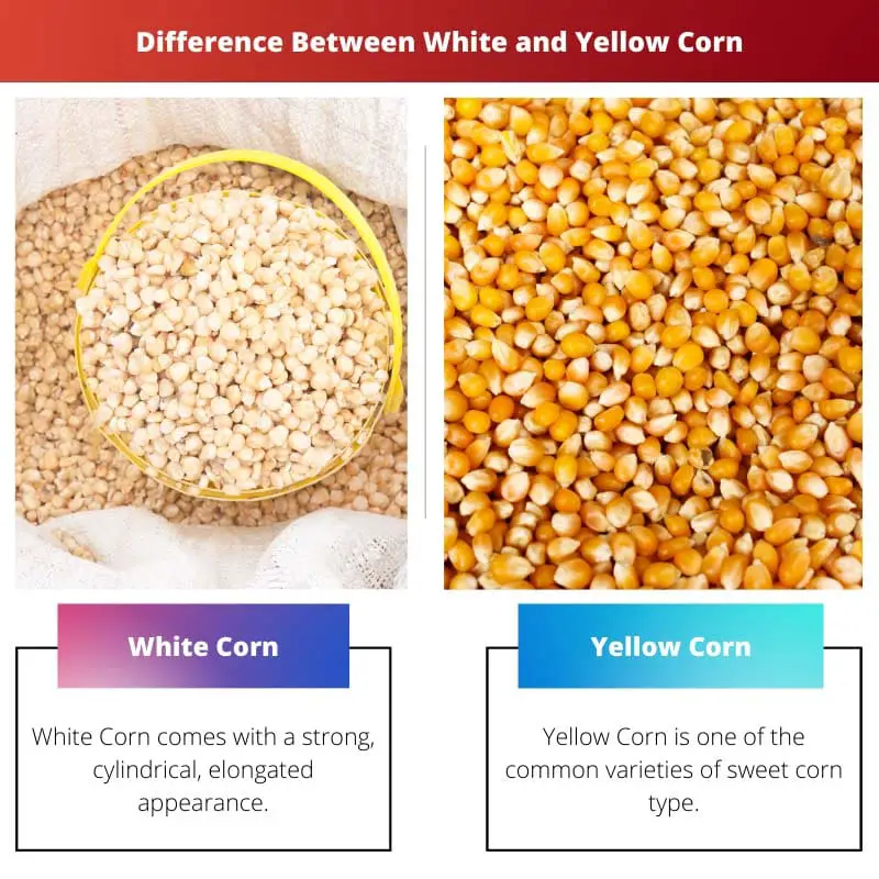 Diferença entre milho branco e amarelo