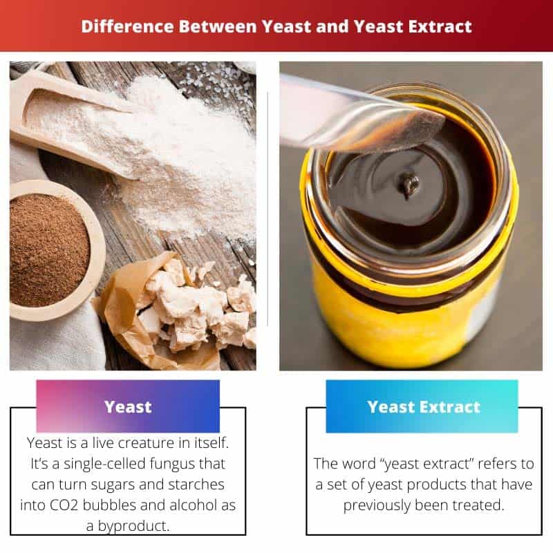 Difference Between Yeast and Yeast