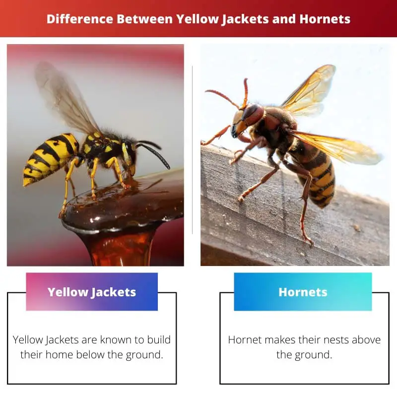 Diferencia entre chaquetas amarillas y avispones