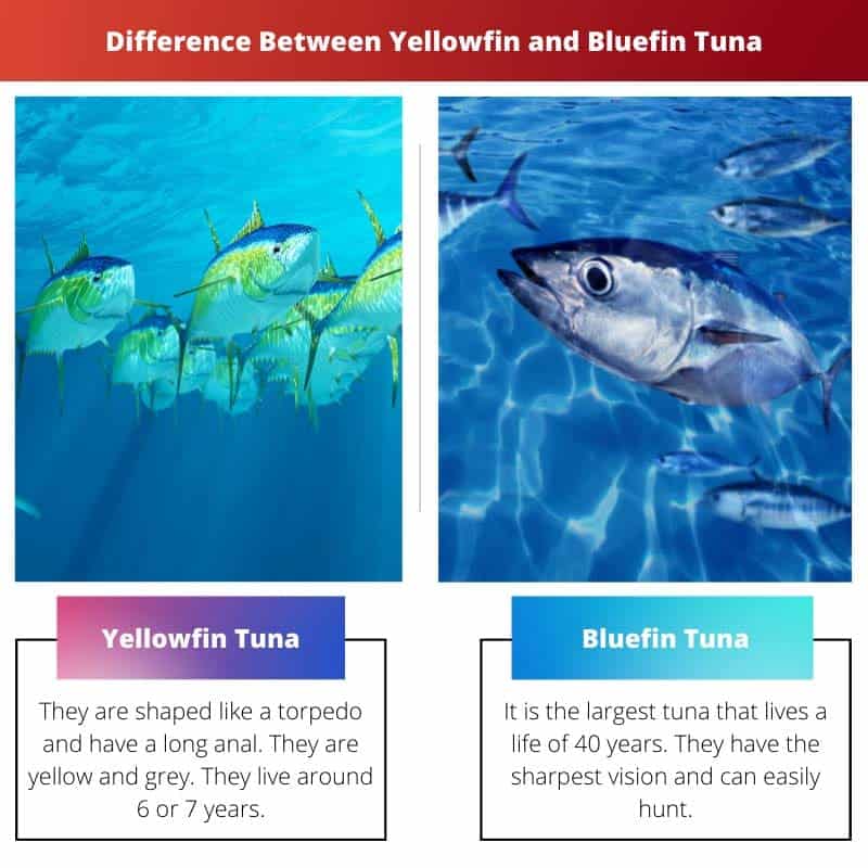 Perbedaan Antara Yellowfin dan Bluefin Tuna