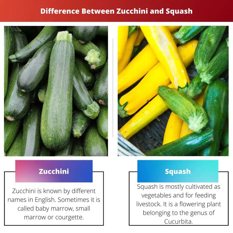 Sự khác biệt giữa Zucchini và Squash