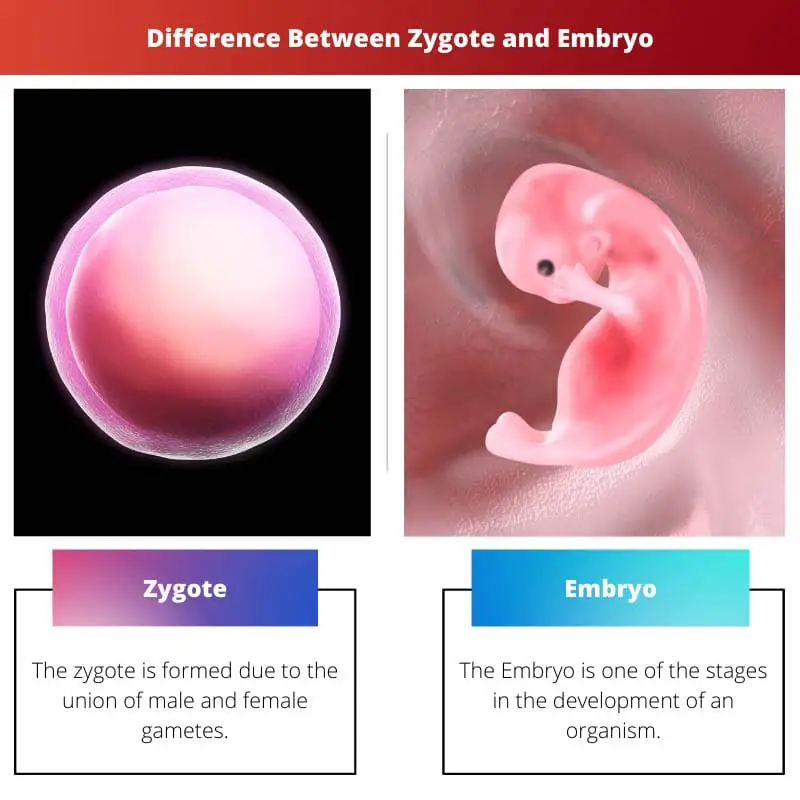 Forskellen mellem Zygote og Embryo