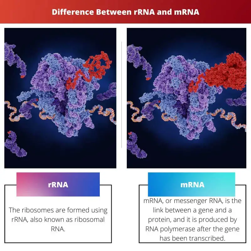 Difference Between rRNA and mRNA